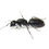 Fourmis xylophage